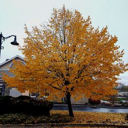 Tree by building against sky during autumn