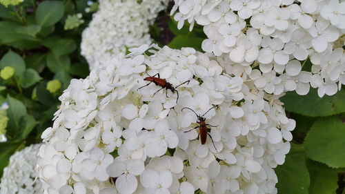 Close-up of bee on white flowers