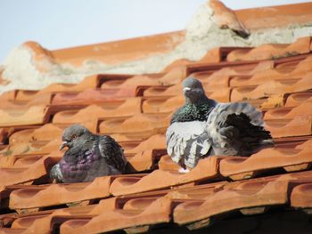 View of birds perching on stone