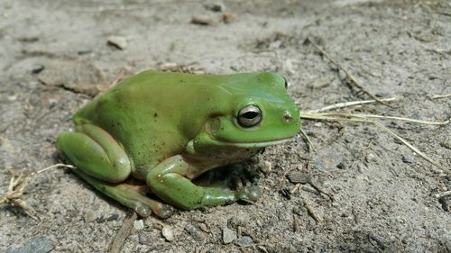 High angle view of green frog on land