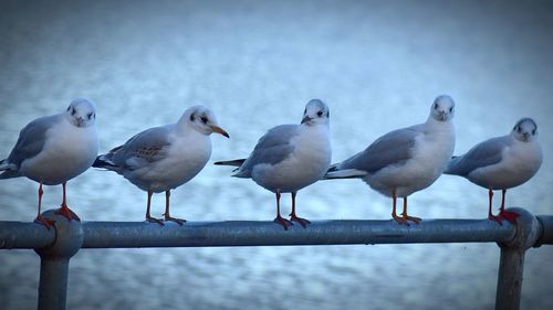 Close-up of seagulls perching on sea against sky