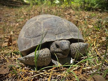 Close-up of turtle on field