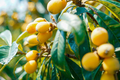 Close-up of oranges growing on tree