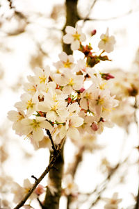 Close-up of cherry blossoms in spring