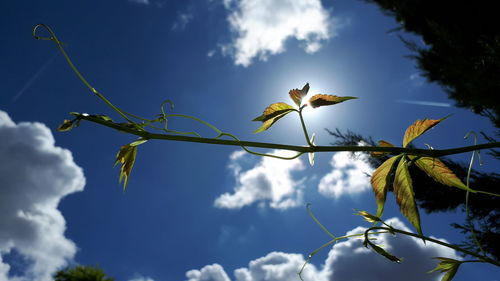 Low angle view of plant against sky