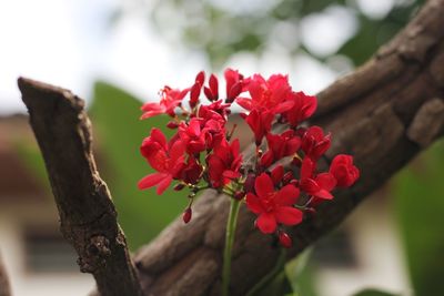 Close-up of red flowering plant