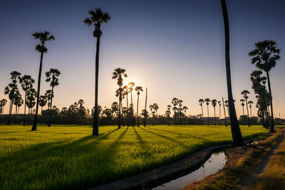 Sunset light through sugar palm trees with shade touching paddy rice field in pathum thani