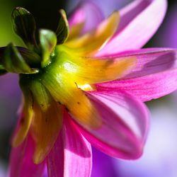 Close-up of pink flower