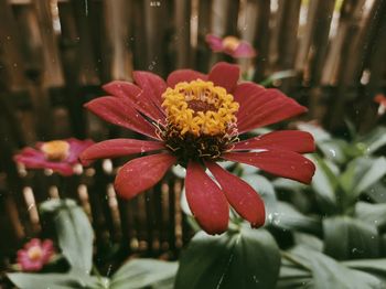 Close-up of red flowering plant