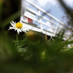 Close-up of white daisy flower