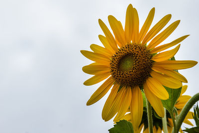 Close-up of sunflower