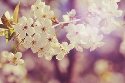 Sunlit cherry plum blossoms.