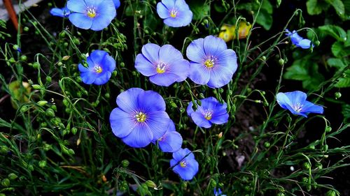 High angle view of purple flowers blooming on field