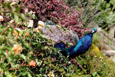 Tilt image of peacock on field