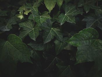 Full frame shot of leaves