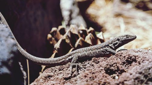 Close-up of lizard on ground