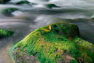 Moss growing on rock in sea