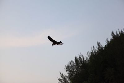 Low angle view of birds flying in sky