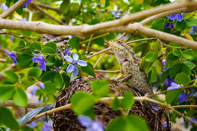 Low angle view of bird perching on tree