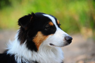 Close-up of dog looking away