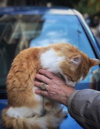 Close-up of man holding dog