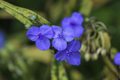 Close-up of purple flowering plant