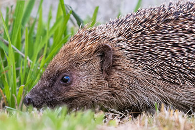 Close-up of hedgehog on field