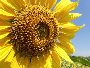 Close-up of sunflower