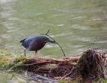 Bird perching on a lake