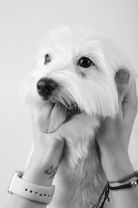 Close-up of dog against white background