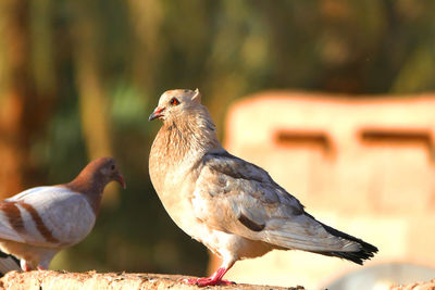 Close-up of birds perching outdoors