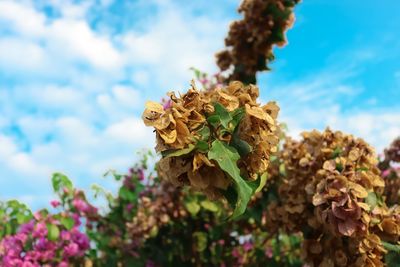 Close-up of wilted flowering plant against sky