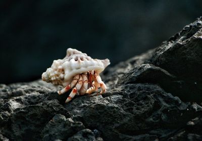 Close-up of crab on rock