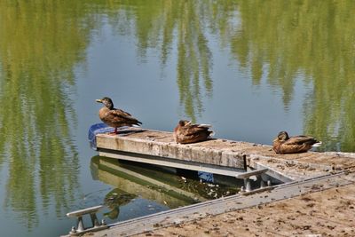 Birds swimming in lake