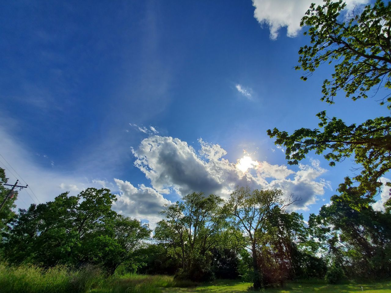 SUNLIGHT STREAMING THROUGH TREES AGAINST BLUE SKY