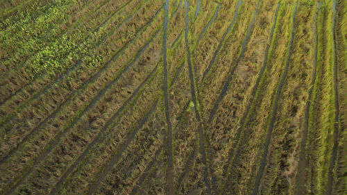 Full frame shot of crop field