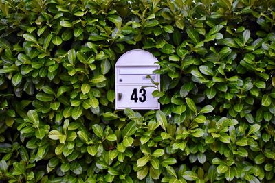 Close-up of mailbox amidst plants