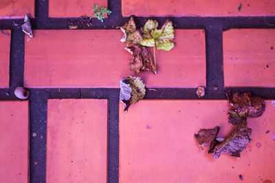 High angle view of insect on red wall