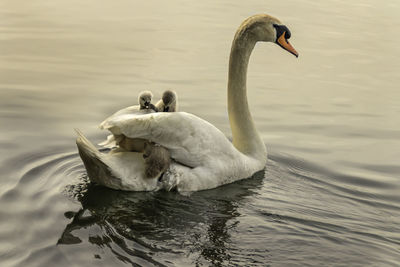 Swan mother with her baby cygnets riding her back on the lake, ontario canada