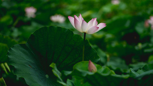 Close-up of pink lotus water lily