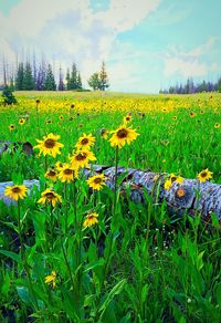 Yellow flowers growing in field