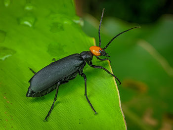 Close-up of blister beetle 