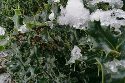 Full frame shot of fresh wet plants