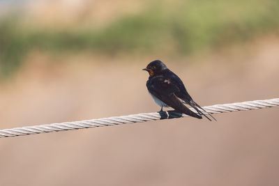 Close-up of bird perching on metal