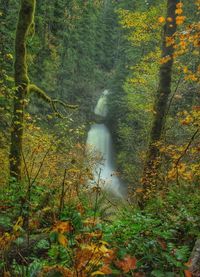 Scenic view of forest