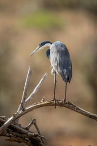 Grey heron