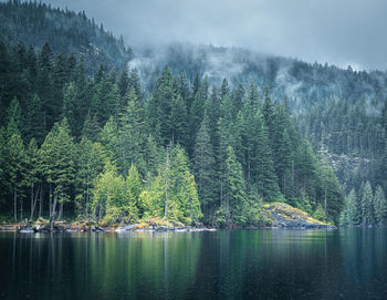 Panoramic view of pine trees by lake in forest
