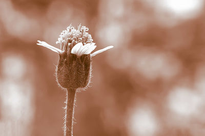 Close-up of wilted flower