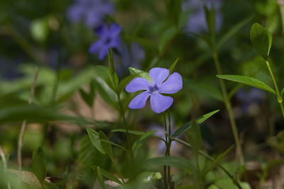 Close-up of purple flowering plants on field