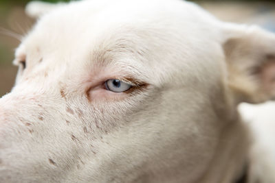 Close-up of dog